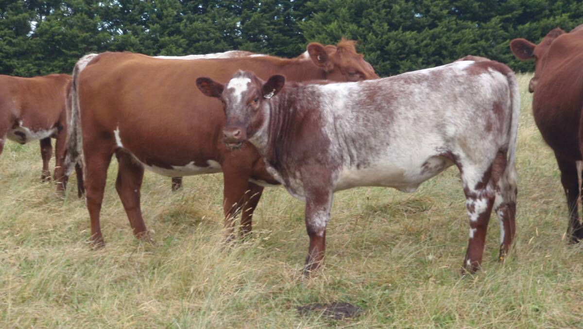 LOOKING GOOD: Doug and Jo Benson believe their late son Simon would be proud of the Doben Park Shorthorn herd.