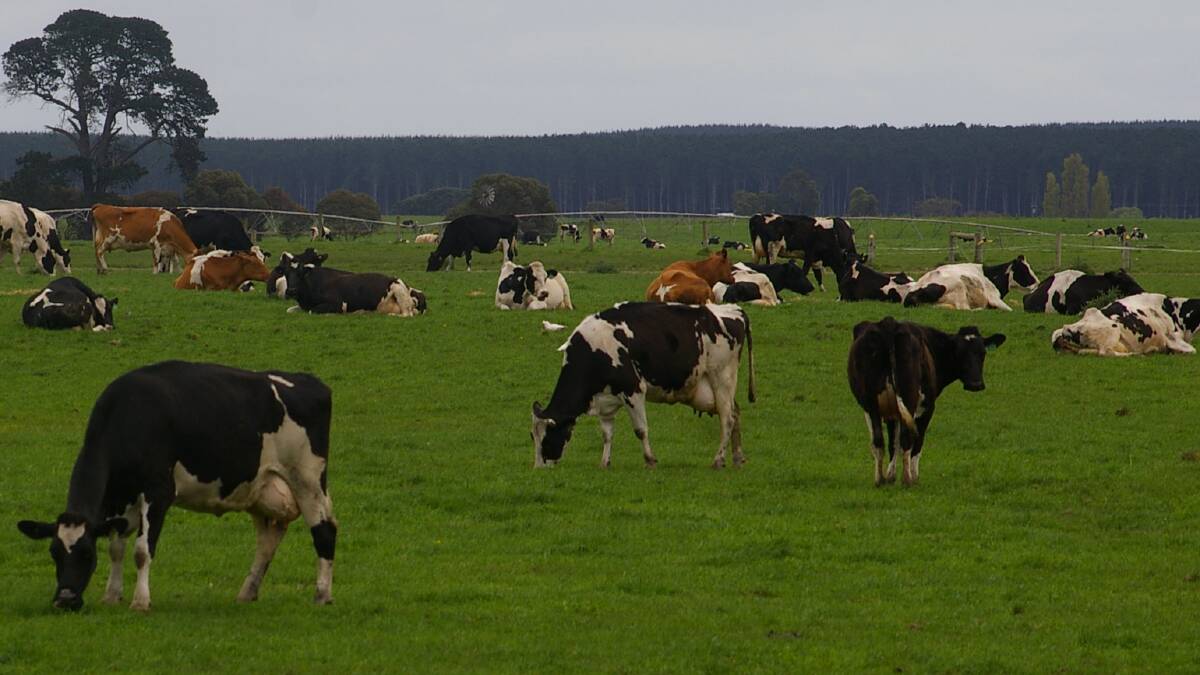 IMPROVED OUTLOOK: Analysts have lifted their forecast milk prices for next season.