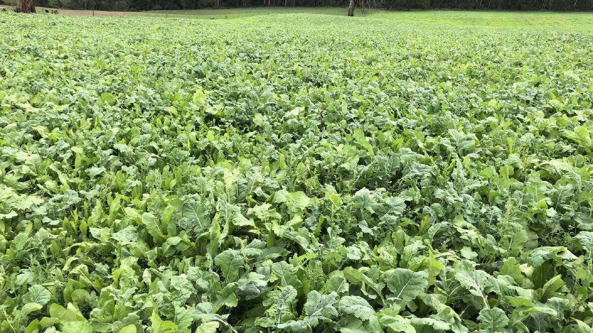 Crops including turnips, sorghum, millet, rapeseed and irrigated maize provide a valuable alternative feed source in summer and form part of a pasture renovation plan in the autumn.