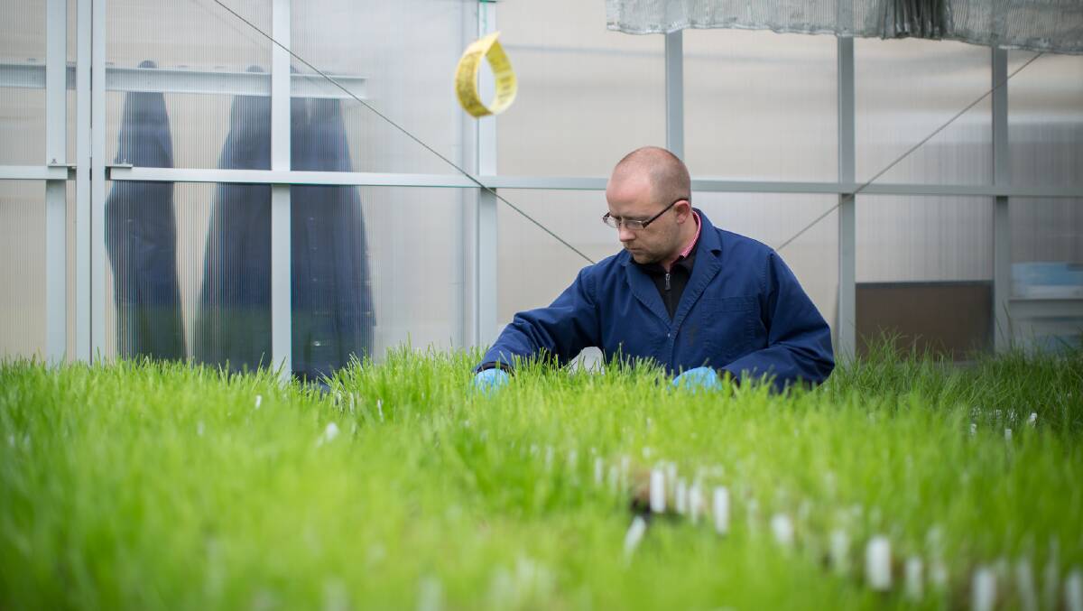 GRASS HOUSES: Researcher Dr Pieter Badenhorst at the Hamilton research centre in south-west Victoria.