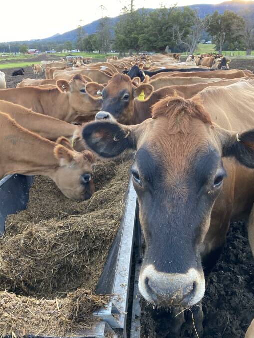 FEED QUEENS: Jersey's ability to eat relative to their bodyweight is higher than other breeds.