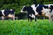 Dairy Innovation Challenge to be launched