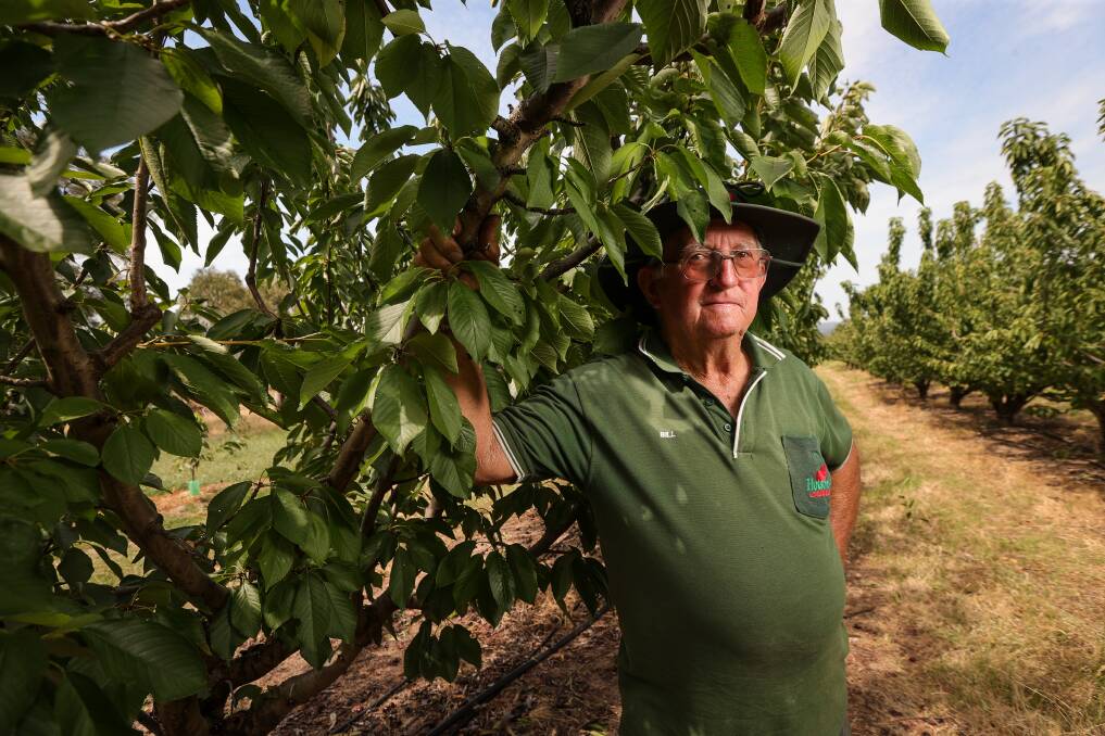 Hotson's Cherries co-owner Bill Hotson says it has been a challenging season this year. Picture by James Wiltshire
