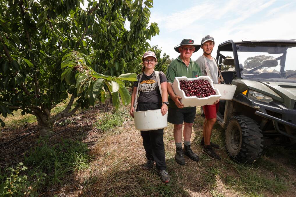 Chiltern cherry grower Bill Hotson wraps up the last of the picking with backpackers Gabrielle Noel and Leo Lencel. Picture by James Wiltshire