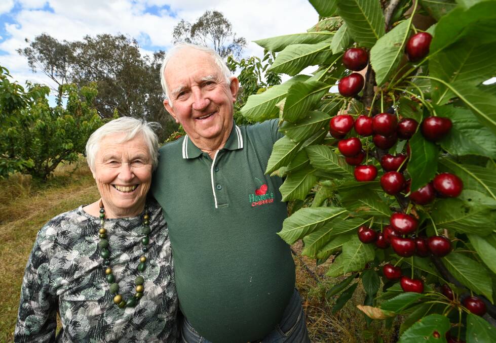 Hotson's Cherries owners Lois and Bill Hotson have plenty of late-season varieties of cherries on offer at their Chiltern orchard after a challenging start to the season owing to floods and cooler temperatures. Picture by Mark Jesser