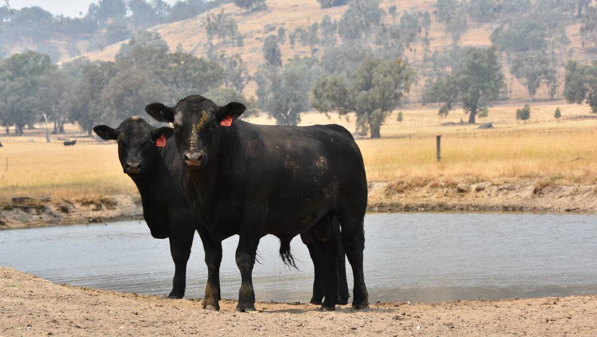 These 11 month-old bulls will be offered for sale at Prime Angus' March auction, before the stud shifts to a split autumn and spring program. 