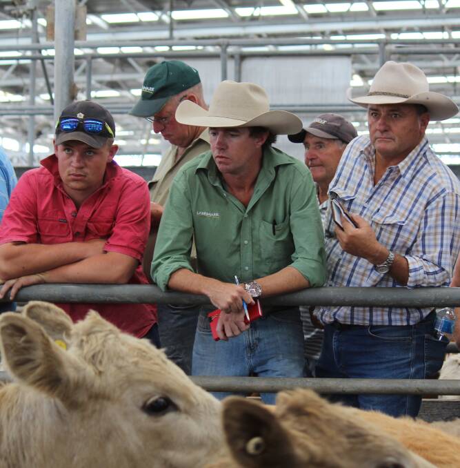 Matt Larkings purchased 361 steers booked to Landmark, Molong, NSW.