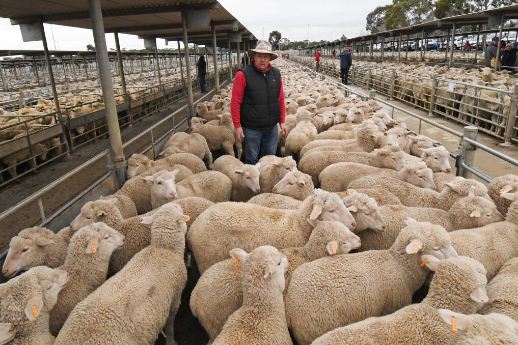 Greener pastures: About 17,000 lambs, of the 40,000 yarding at Bendigo on Monday were from NSW's Hay, Deniliquin and Carrathool regions, and sold from $19 – $126.