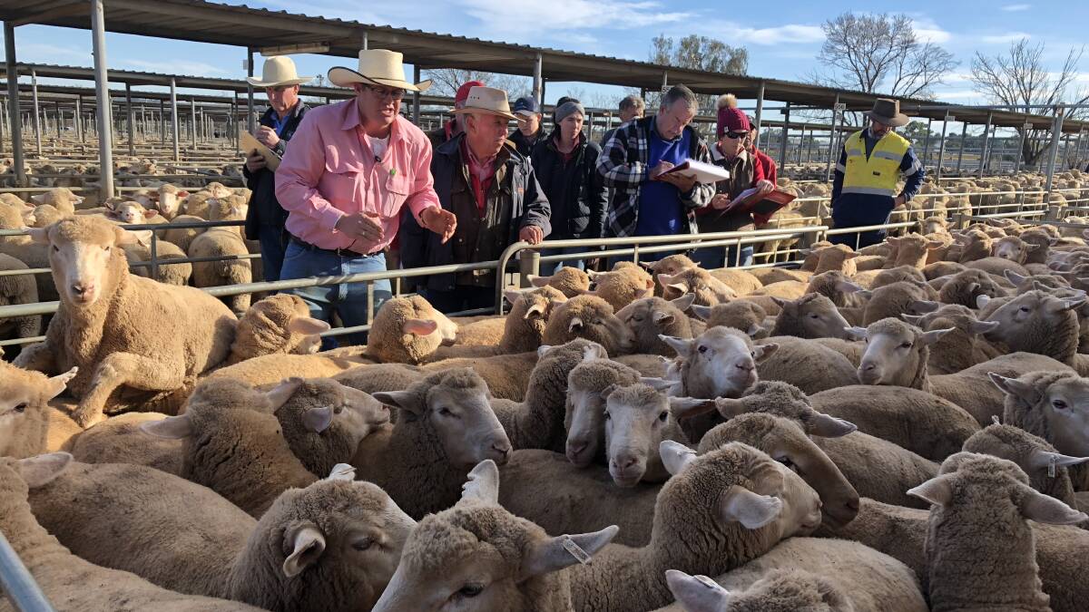 MEET THE MARKET: Elders auctioneer Joe Wilks at the rail during last week's Wagga Wagga sheep and lamb sale. Picture: Nikki Reynolds 