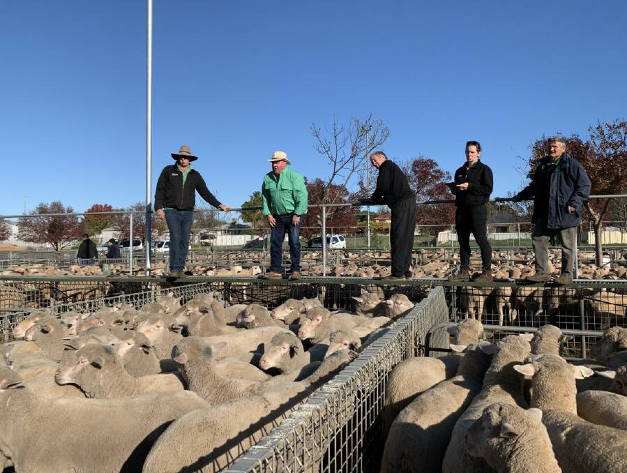 BID HUNT: Action at the Ouyen Livestock Exchange last week, where crossbred lambs sold to $284.