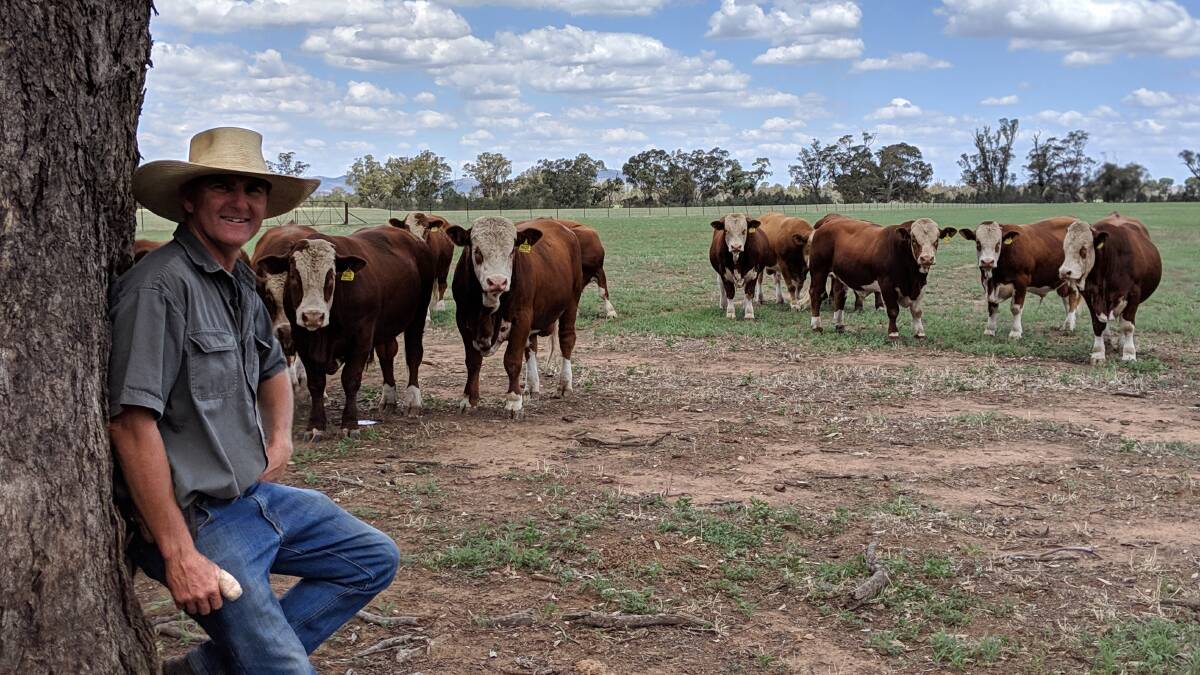 Passionate: John (pictured) and Nicole Hopkins believe the Simmental breed plays a critical role in the domestic production of quality cattle, bringing growth for age, fertility, and mothering ability. 