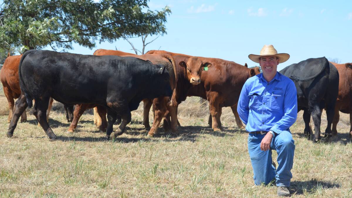 Chateau beauty: Andrew McIntyre, along with his parents John and Bev, operate Chateau Limousin stud, Boralma, near Wangaratta, and have been breeding Limousins for 35 years. 