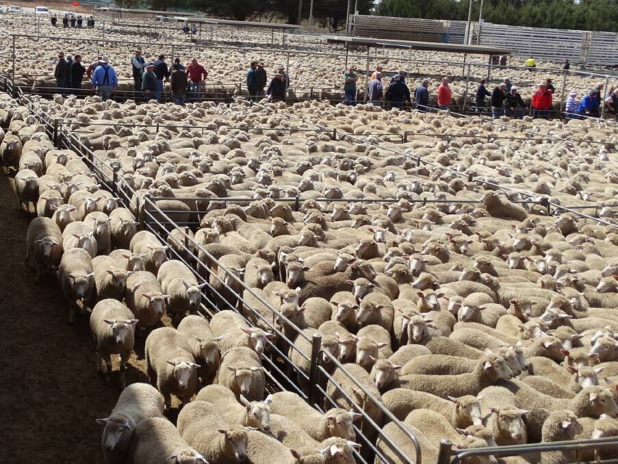 Tagged: The northern drought has resulted in a flood of untagged sheep and lambs hit Victoria's livestock markets through AuctionsPlus and the physical saleyards. Photo by Tracey Kruger.