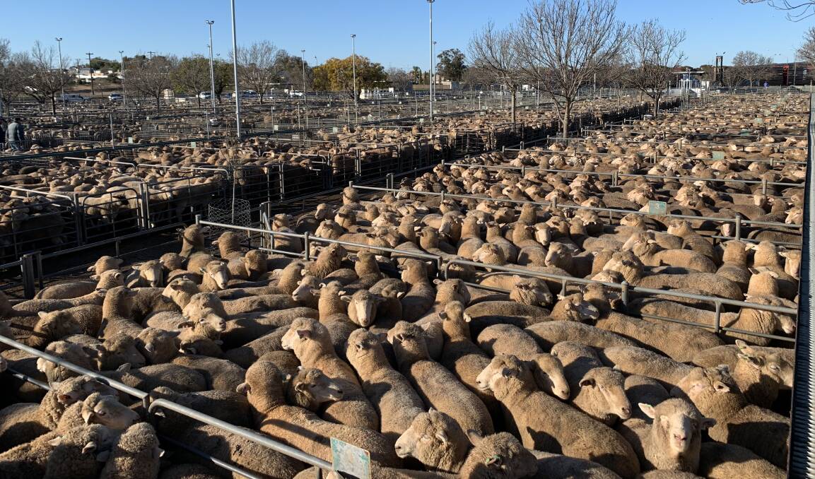 YARDING: There were 9268 lambs and mutton penned at Ouyen last Thursday. 