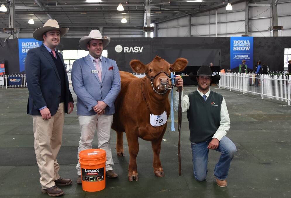 Young supreme: Jake Phillips, Naracoorte, SA, crowned young yearling heifer, Lavalla Namadia N4, held by Stuart Hobbs, Berdihold Stud, Oswald, NSW the supreme Limousin title. Pictured with sponsor Chris Hillman.