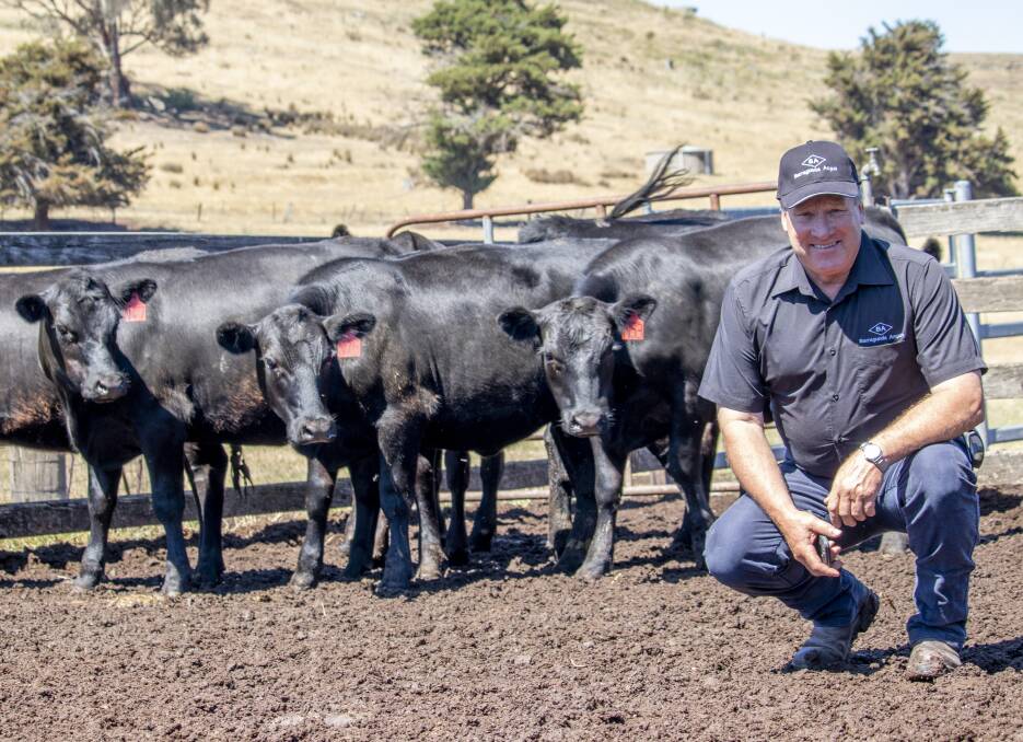 Weight focus: After successfully lifting the intramuscular fat of the Barragunda's stud bulls, the focus for manager Adrian Oliver has shifted to increasing the 200- and 400-day weight. 