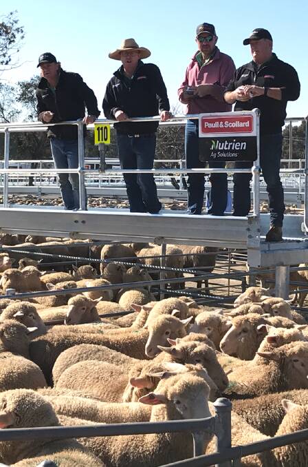 The Paull & Scollard and Nutrien Ag Solutions team selling new season lambs at Corowa on Monday.