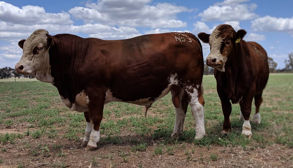 Modern take: Traditional Simmental breeders, John and Nicole Hopkins have introduced black Simmentals and SimAngus into their Wormbete stud herd. 