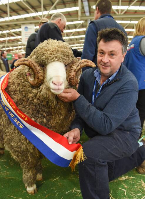 Thumbs up: Drew Chapman of Hinesville stud, Delegate, NSW and the grand champion medium wool ram of the ASWS 'Two-Up', who was praised for his wool type. 