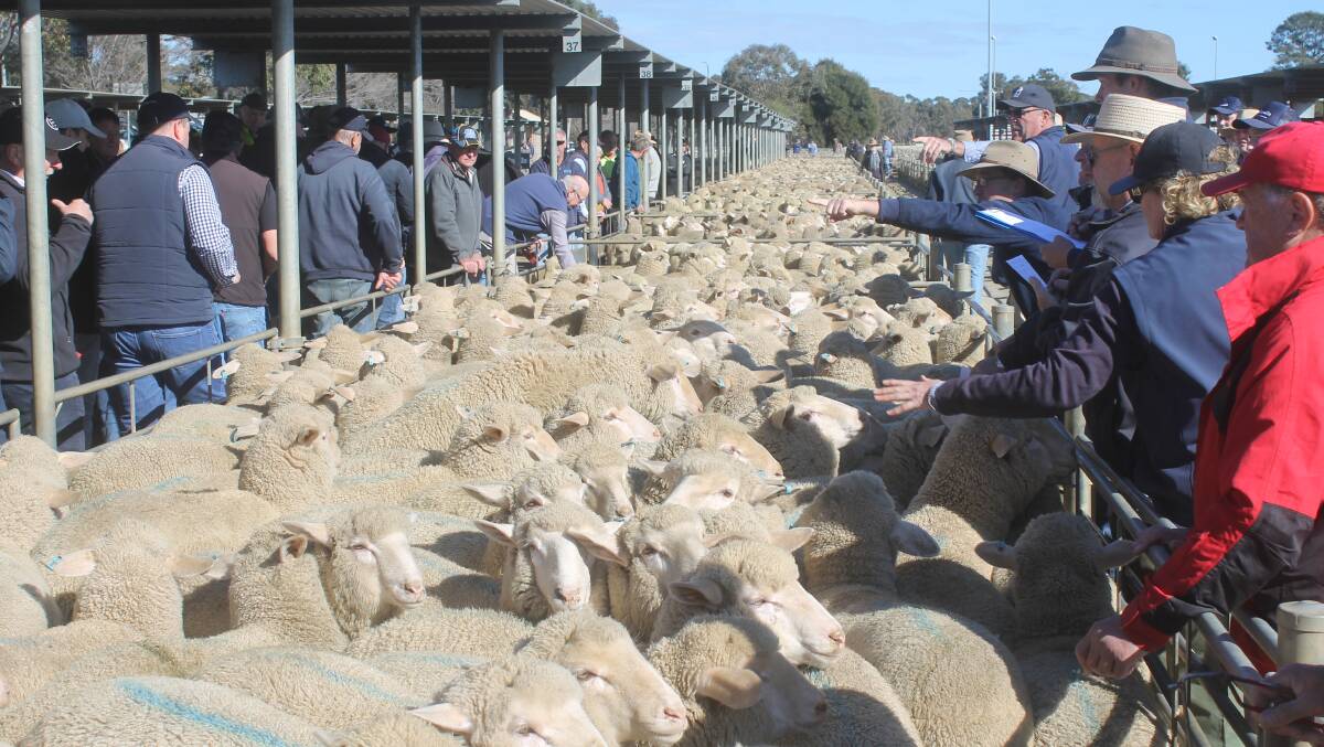 Holding firm: Processors took the peddle off lamb prices this week, carving 60 to 80 cents a kilogram carcase weight off recent saleyard rates.
