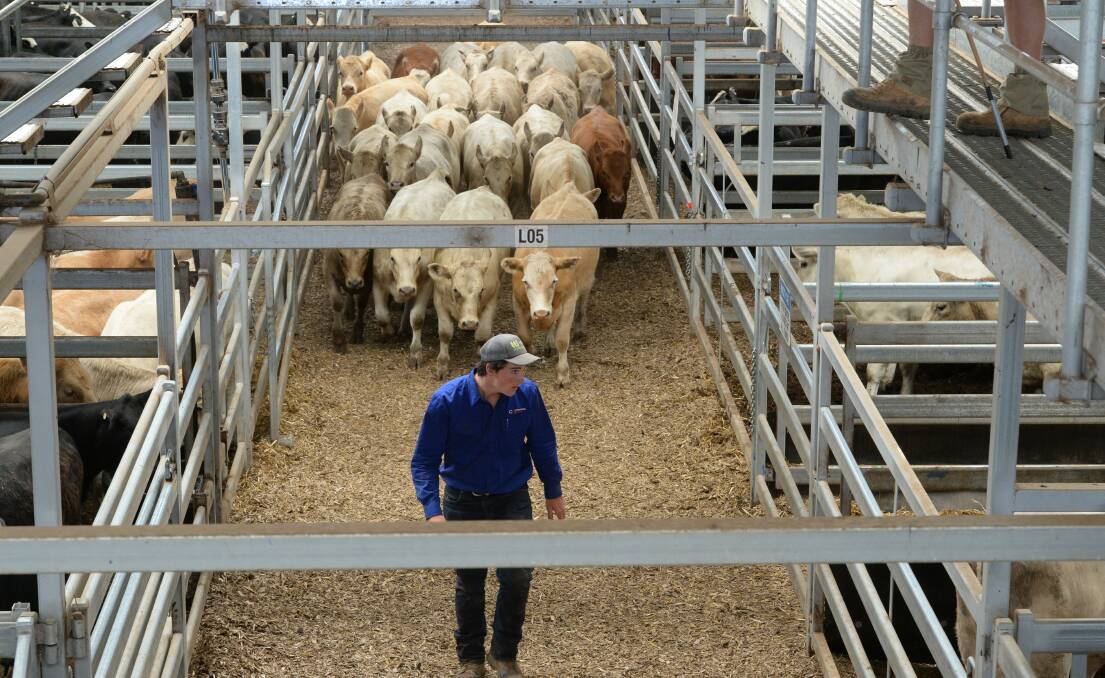 Big buy-up: Landmark International has spent $14.5m in the opening two weeks of the southern weaner sales and in direct on-farm transactions in 2019. Photo by Rachael Webb.