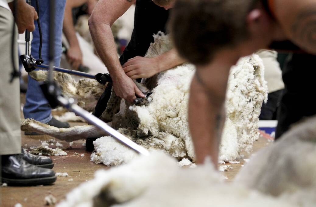 Rasmussen family of Goornong, Vic, will supply 350 Merinos wethers to be shorn by open shear competitors.