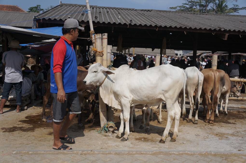 Semarang, Indonesia Cattle- October 25, 2019 Farmers trade their cattle or cows at Pasar Pon animal market in Ambarawa. Source Shutterstock 