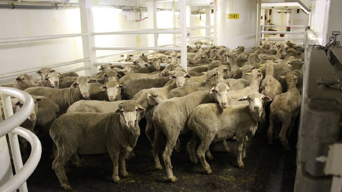 Exporters introduce live sheep trade moratorium
