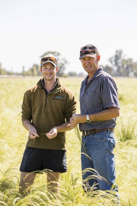 NSW Riverina farmers, Fraser McNaul and his father Shane with their teff crop. Read their story below. 