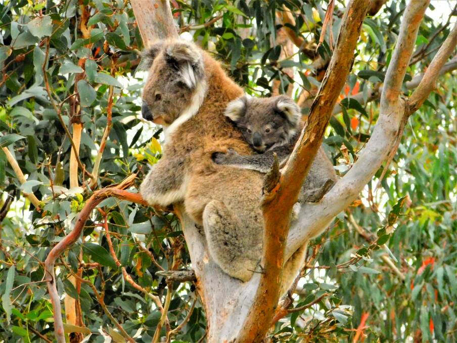 The Victorian Koala Management Strategy has been released. Picture supplied 