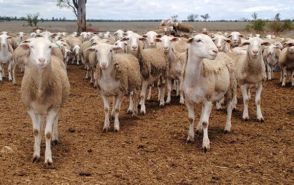 How the dry will impact lamb supply