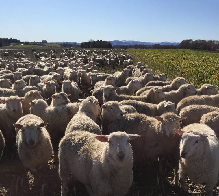 New Zealand sheep flock on its way up