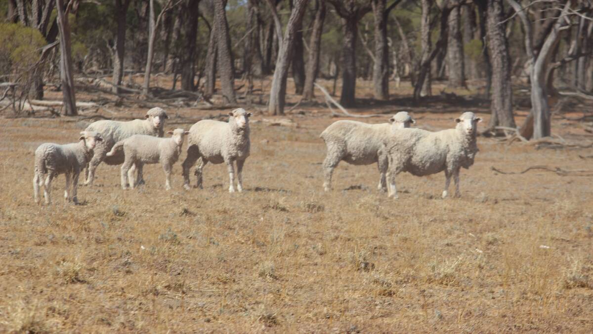 Merino ewes and lambs on Avondale. 