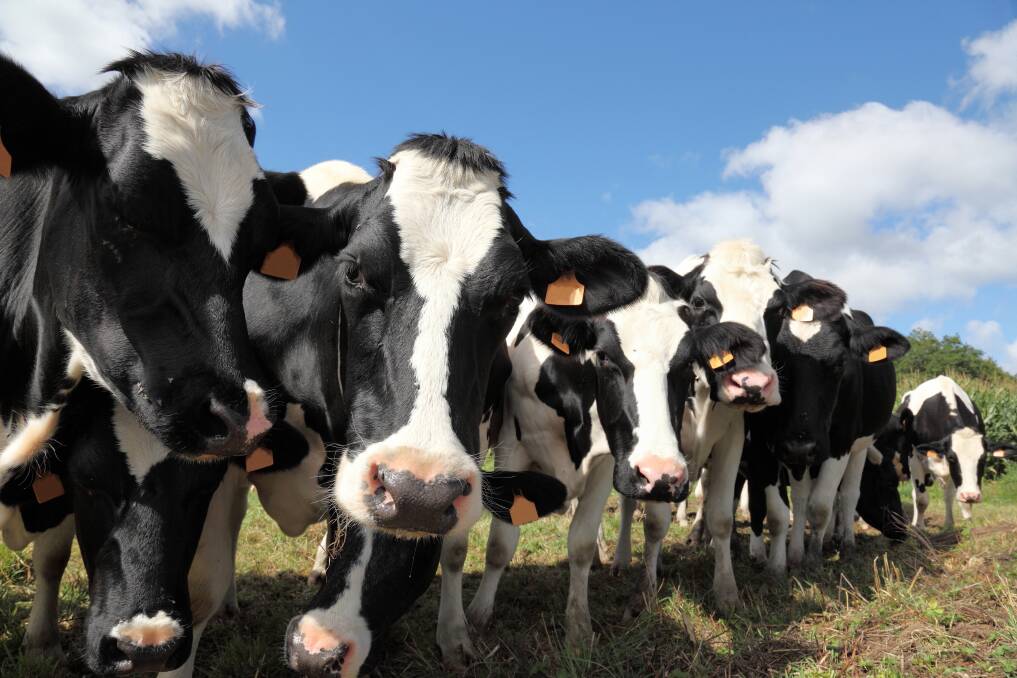 Simplified structure critical for dairy future