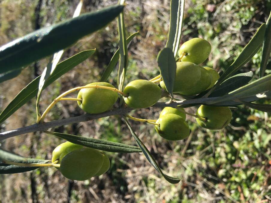 OLIVE GOODNESS: Produce from Gwydir Grove Olives, which began producing extra virgin olive oil at Moree NSW in 1995.