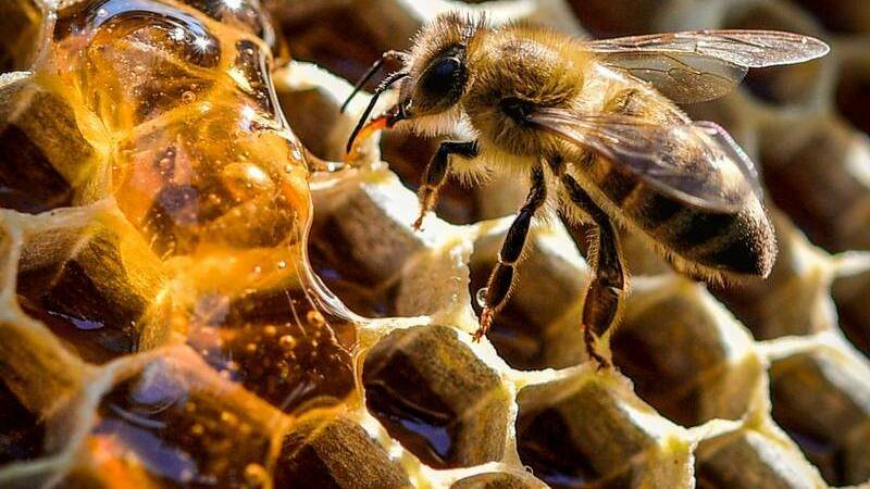 WA honey distances itself from fake honey study