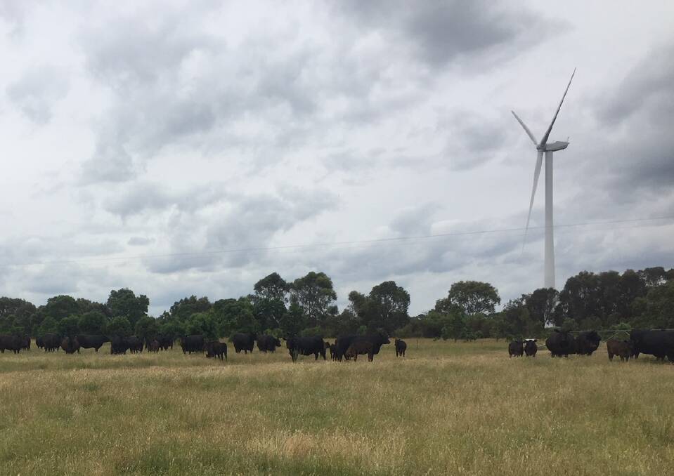 Cattle graze below wind turbines at Mount Mercer.