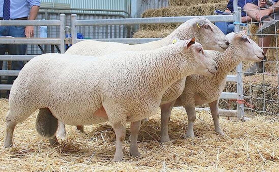 CARCASE SIRES: Camlea stud has high performing rams on offer on October 6.