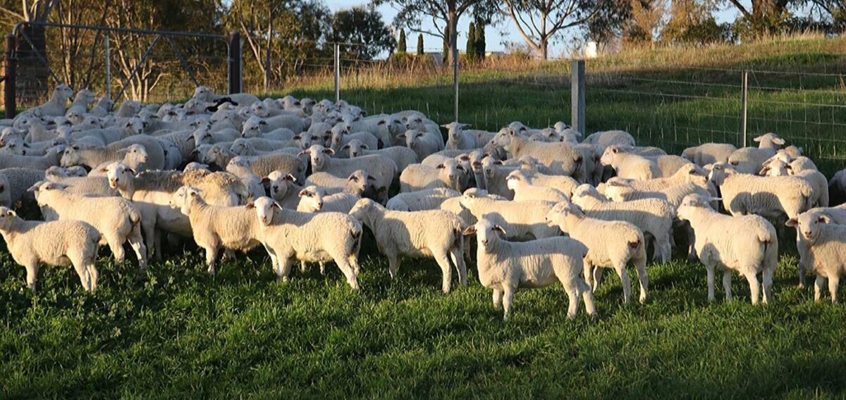 STRONG GROWTH: Graham Armour recently sold ewes and lambs over AuctionsPlus for $516 a unit, a record for commercial Aussie White sheep.