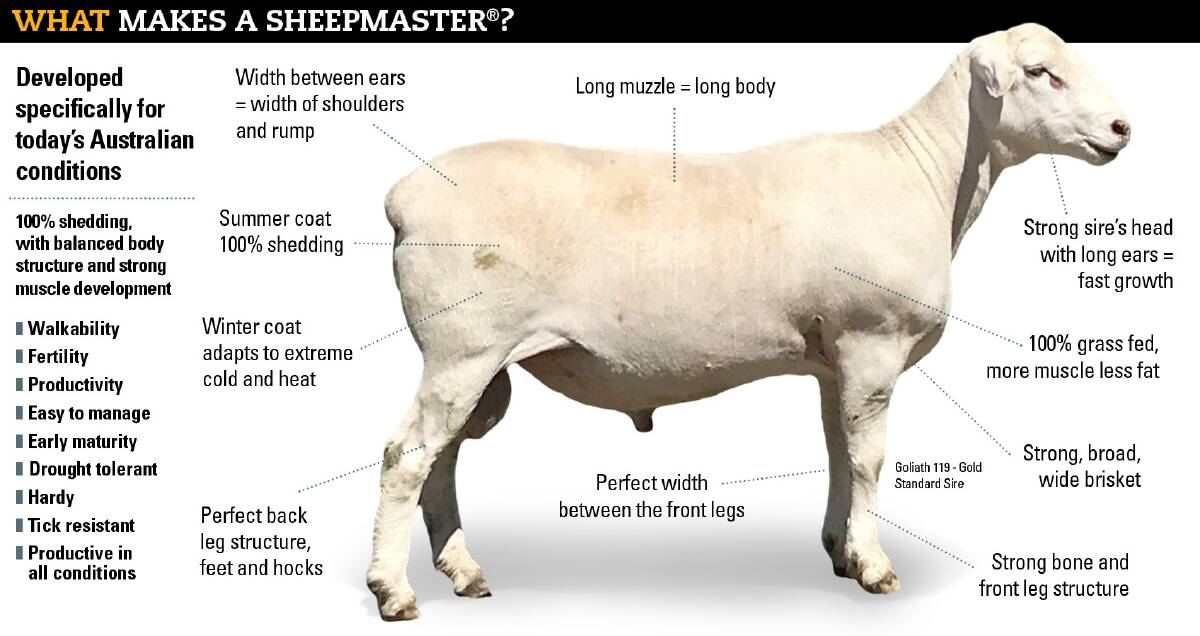 HIGH PRODUCTION FOR HIGH PROFIT: The attributes of the SheepMaster breed.