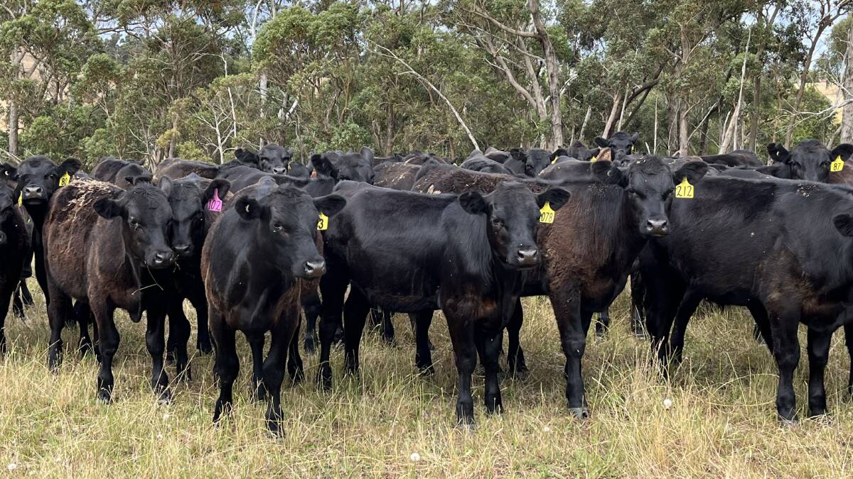EVEN LINES OF WEANERS: Bergamin Pastoral Company's 2021-drop calves that were sold at Packenham this month, weighing from 280kg to 300kg. 