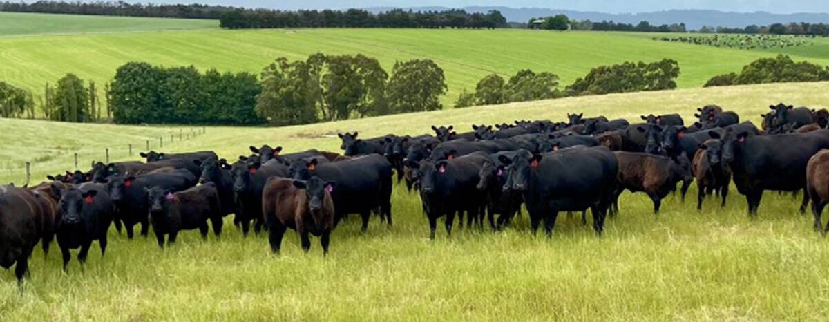 FEMALE FOCUS: The Bergamin family has used Angus genetics for more than 20 years, with a focus on maternal traits including calving ease, gestation length, birthweight and milk.