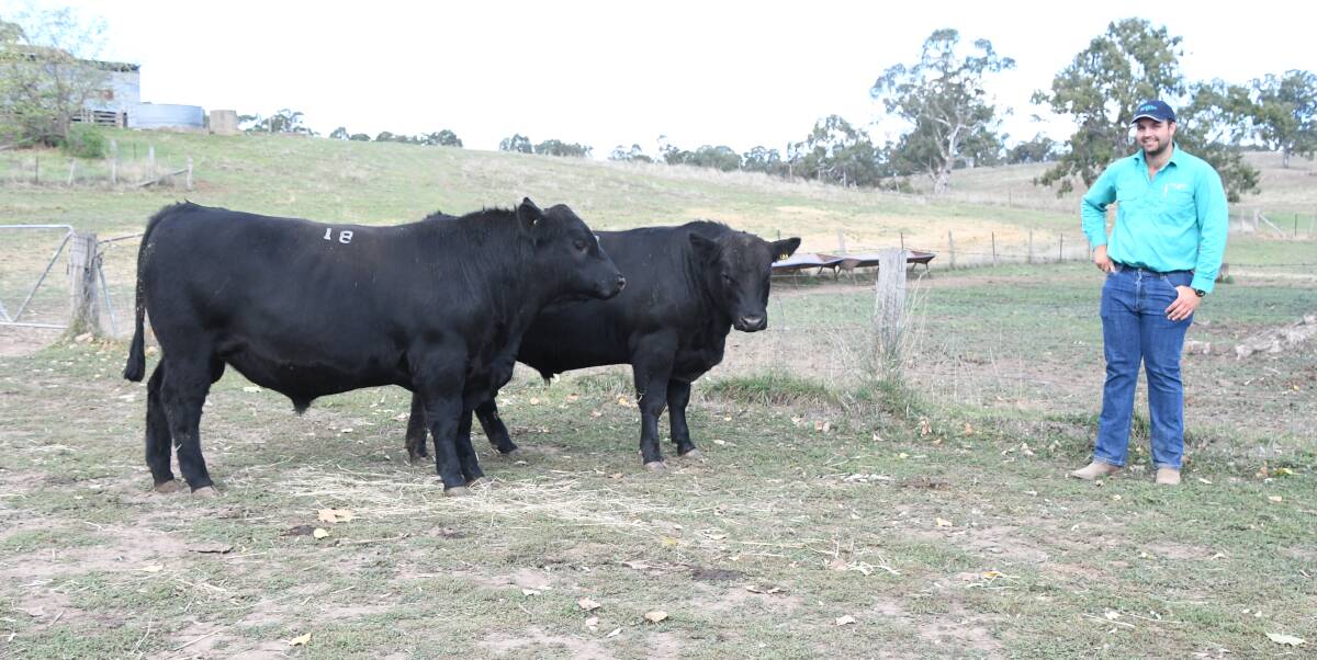 2021 SALE TOPPER: Riga Angus stud co-principal Tim Finger with last year's top-priced bull, Riga Rain R45 (lot 18) and his paddock mate, that were both secured by purchasers on AuctionsPlus.