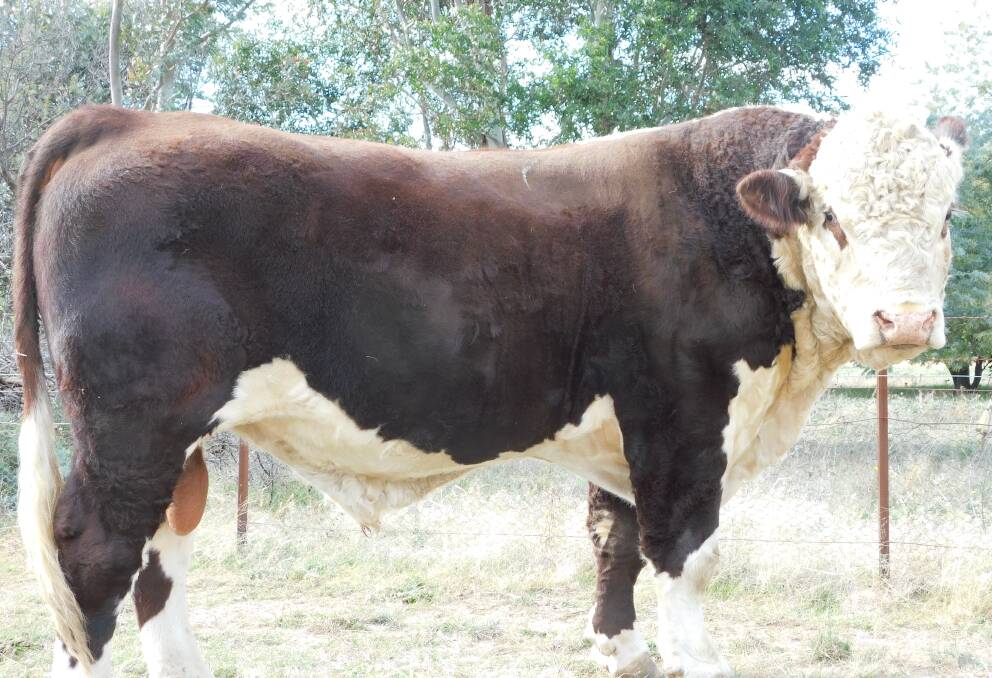 Rayleigh Magnum M009, purchased for $16,000 at last year's Dubbo sale. 