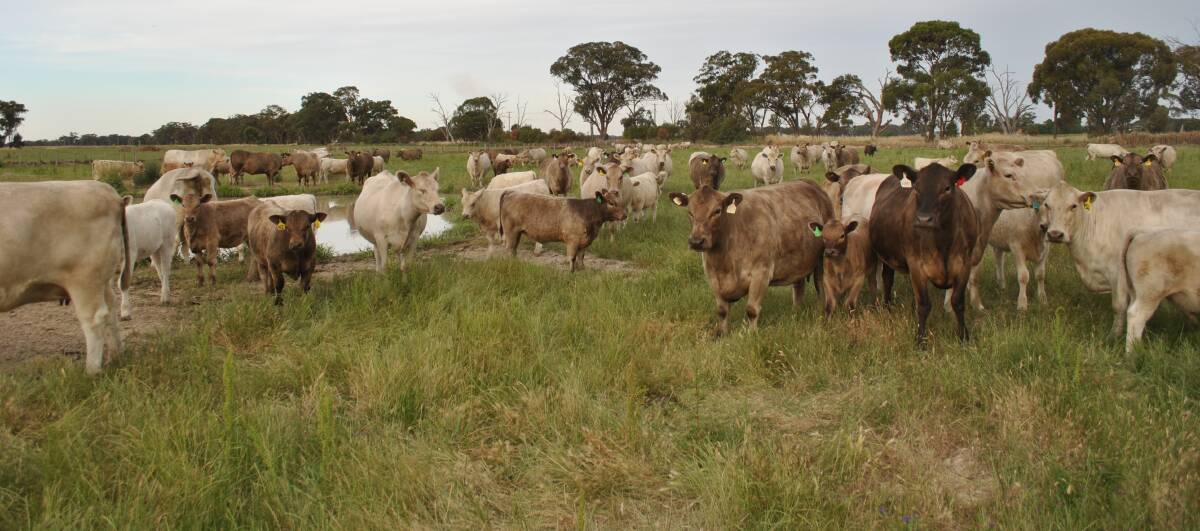 BEEF WEEK: Dajory Murray Grey stud will have sale animals, including 2016-drop bulls and heifers, on display during their Stock & Land Beef Week open day, as well as some registered and commercial cows.