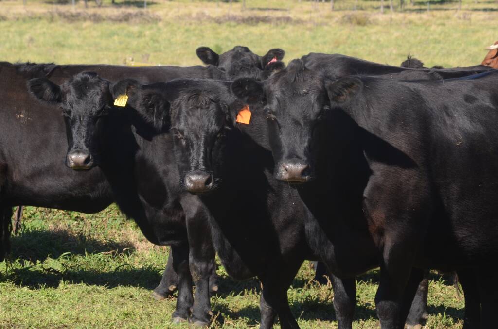 REBUILDING WITH QUALITY: Commercial Angus breeders are expected to place more emphasis on maternal traits as they rebuild their herds.