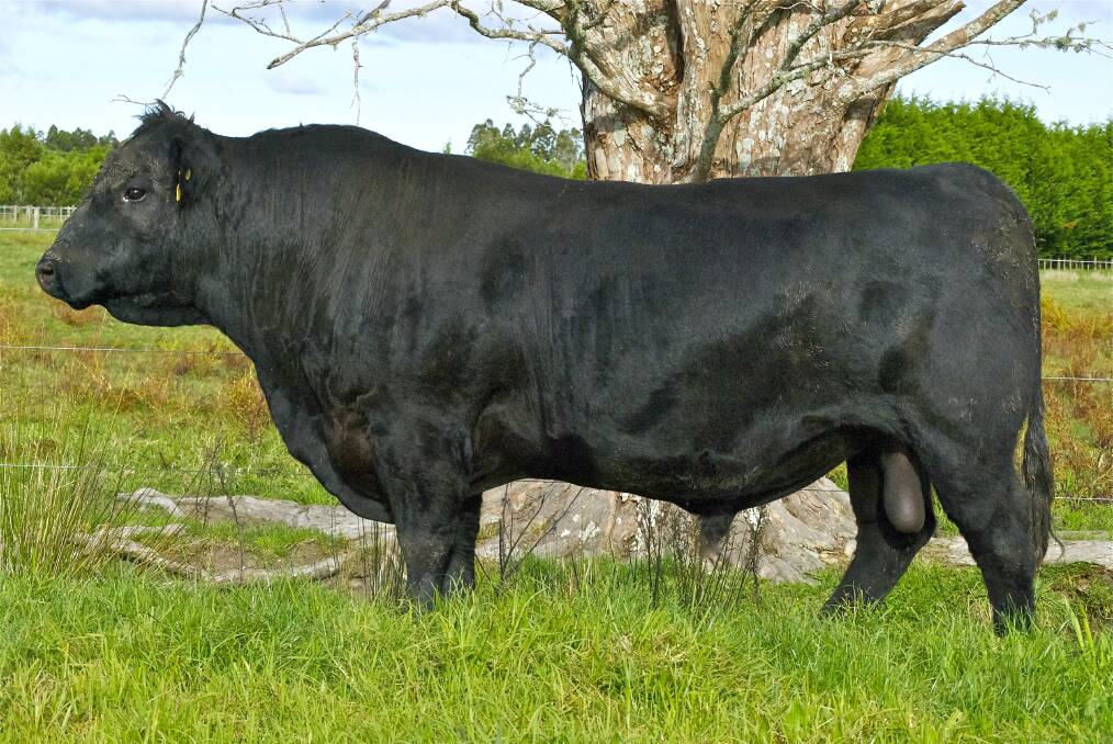 Matauri Reality 839 was one of the leading sires of bulls sold in 2017.