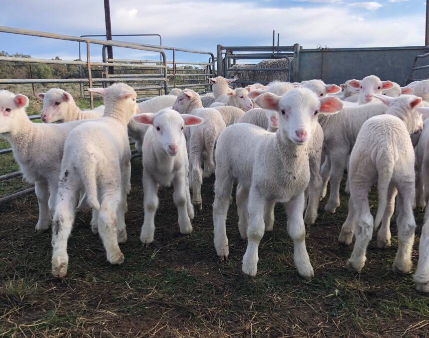 VALUABLE PROJECT: The Dohne project lambs at tagging. Results from the trial will be used to evaluate sires.