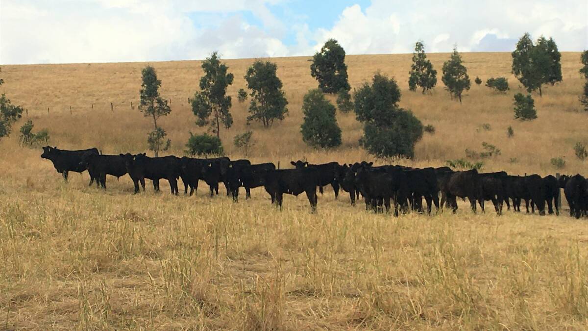 QUALITY GENETICS: The Earl family generally sell their Angus weaners through the Hamilton Regional Livestock Exchange, Vic, at a live weight of more than 350 kilograms.