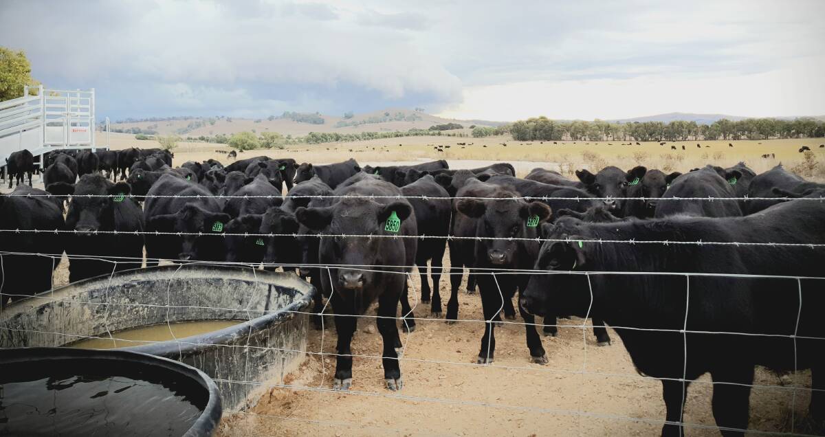 PADDOCK TO PLATE: Angus cattle at Crosshills, Blayney. 
